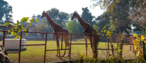 Lahore Zoo