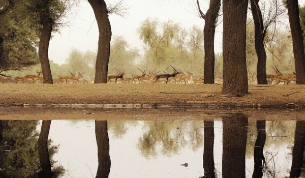 Lal-Suhanra-National-Park-Bahawalpur.j