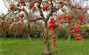  Apple-Orchards-in-Kashmir-Pakistan-