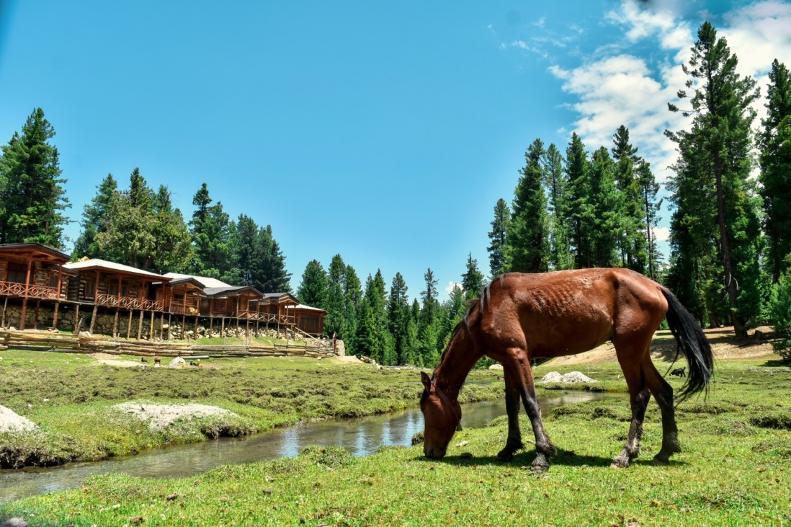  A_horse_grazing_in_the_fields_of_Fairy_Meadows