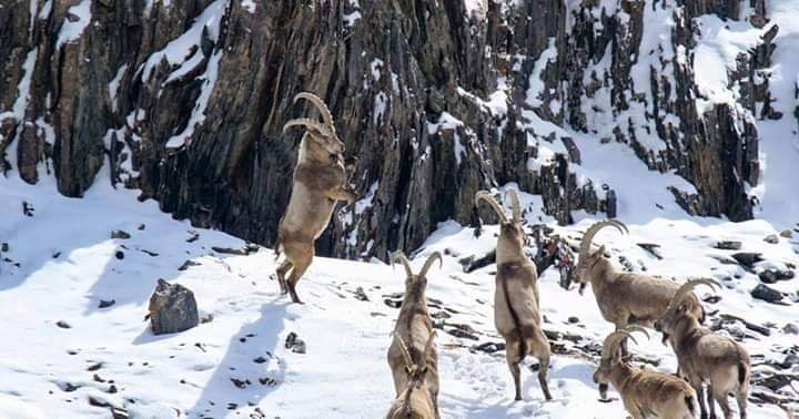  himaliyan-ibex-khunjerab-national-park.